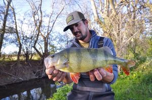 European Perch