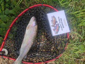 Rainbow Trout