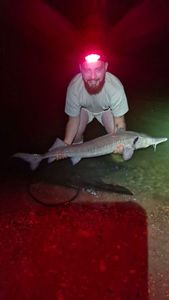Sturgeon