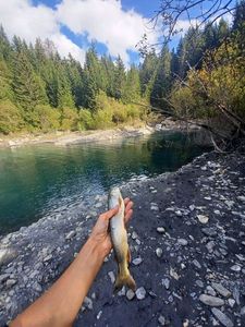 Brook Trout