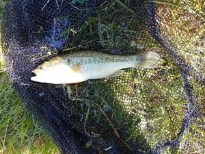 Largemouth Bass
