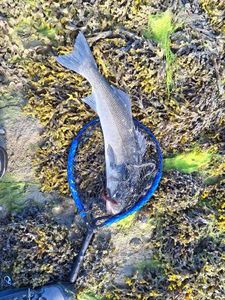 European Bass (Seabass)