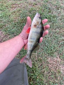 European Perch