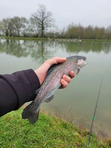 Rainbow Trout