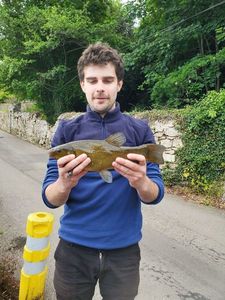 Tench