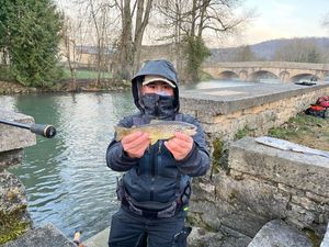 Brown Trout
