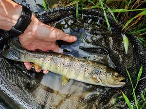 Brown Trout