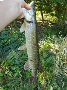 Northern Pike