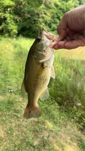 Largemouth Bass