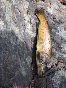 Brown Trout
