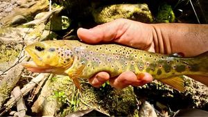 Brown Trout