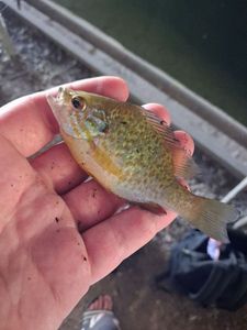 Pumpkinseed