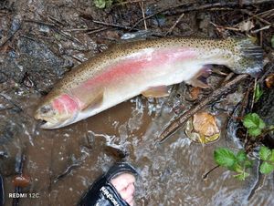 Rainbow Trout