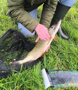 Northern Pike