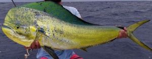 Dolphinfish