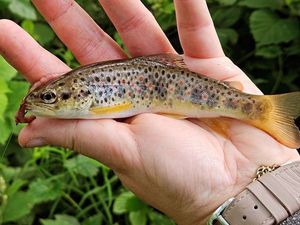 Brown Trout