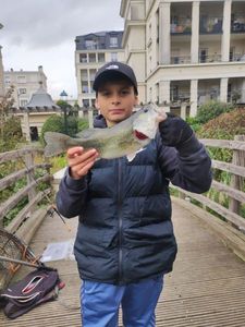 Largemouth Bass