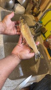 Brown Trout