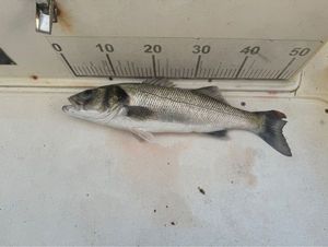 European Bass (Seabass)