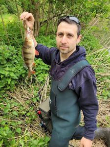 European Perch