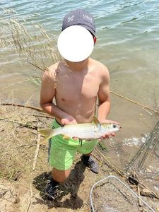 Thicklip Grey Mullet