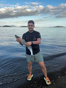 Largehead Hairtail