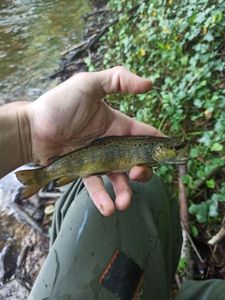 Brown Trout