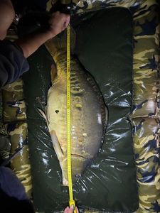 Mirror Carp