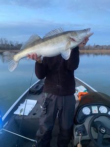Zander