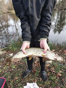 Northern Pike