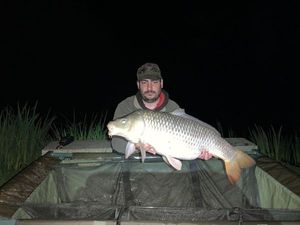 Common Carp