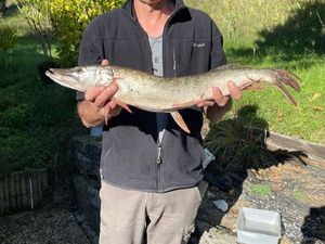 Northern Pike