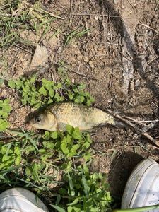 Crucian Carp