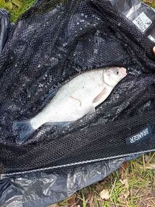 Common Bream