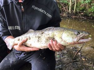 Zander