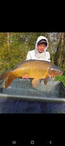 Common Carp