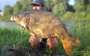 Common Carp