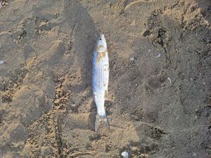 Thicklip Grey Mullet