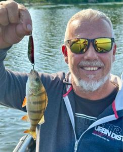 Yellow Perch