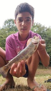 Rainbow Trout