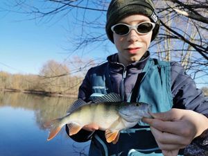 European Perch