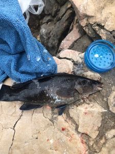 Ballan Wrasse