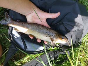 Brown Trout