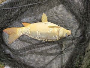 Mirror Carp