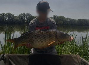 Common Carp