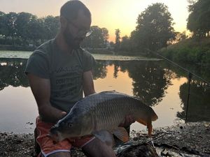 Common Carp