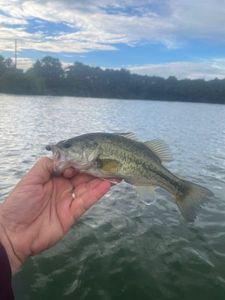 Smallmouth Bass