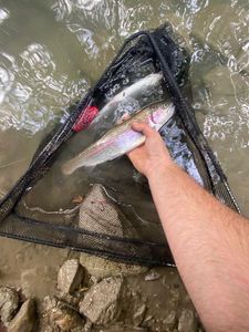 Rainbow Trout