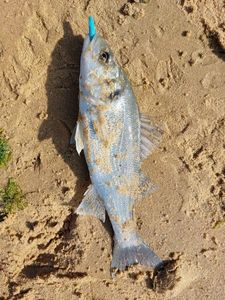 European Bass (Seabass)