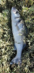 European Bass (Seabass)